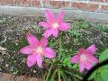 Pink Rain Lily / Zephyranthes macrosiphon